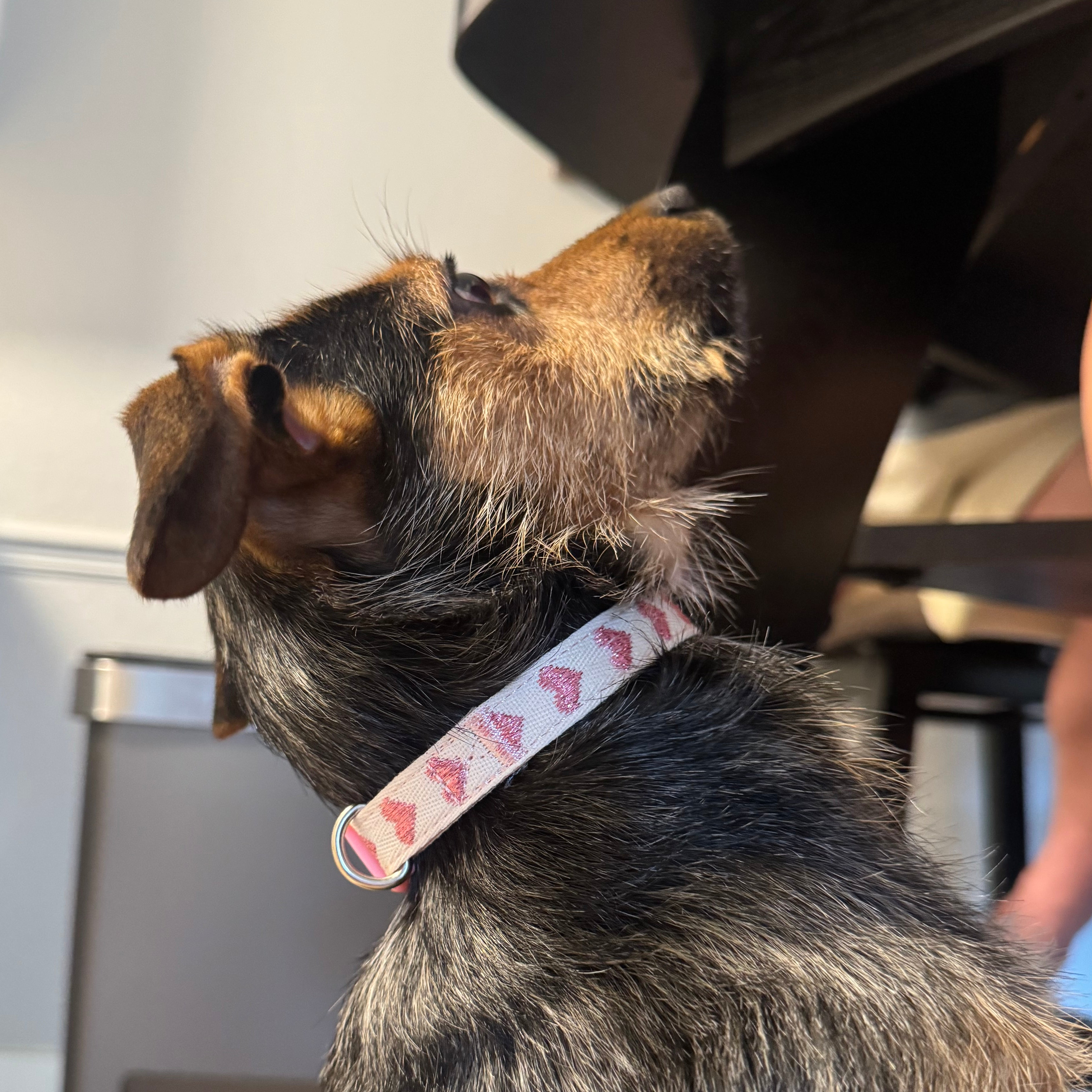 Dog Collars
