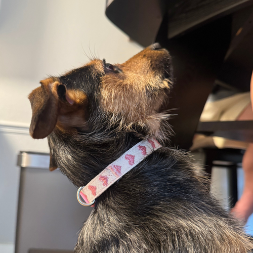 Dog Collars