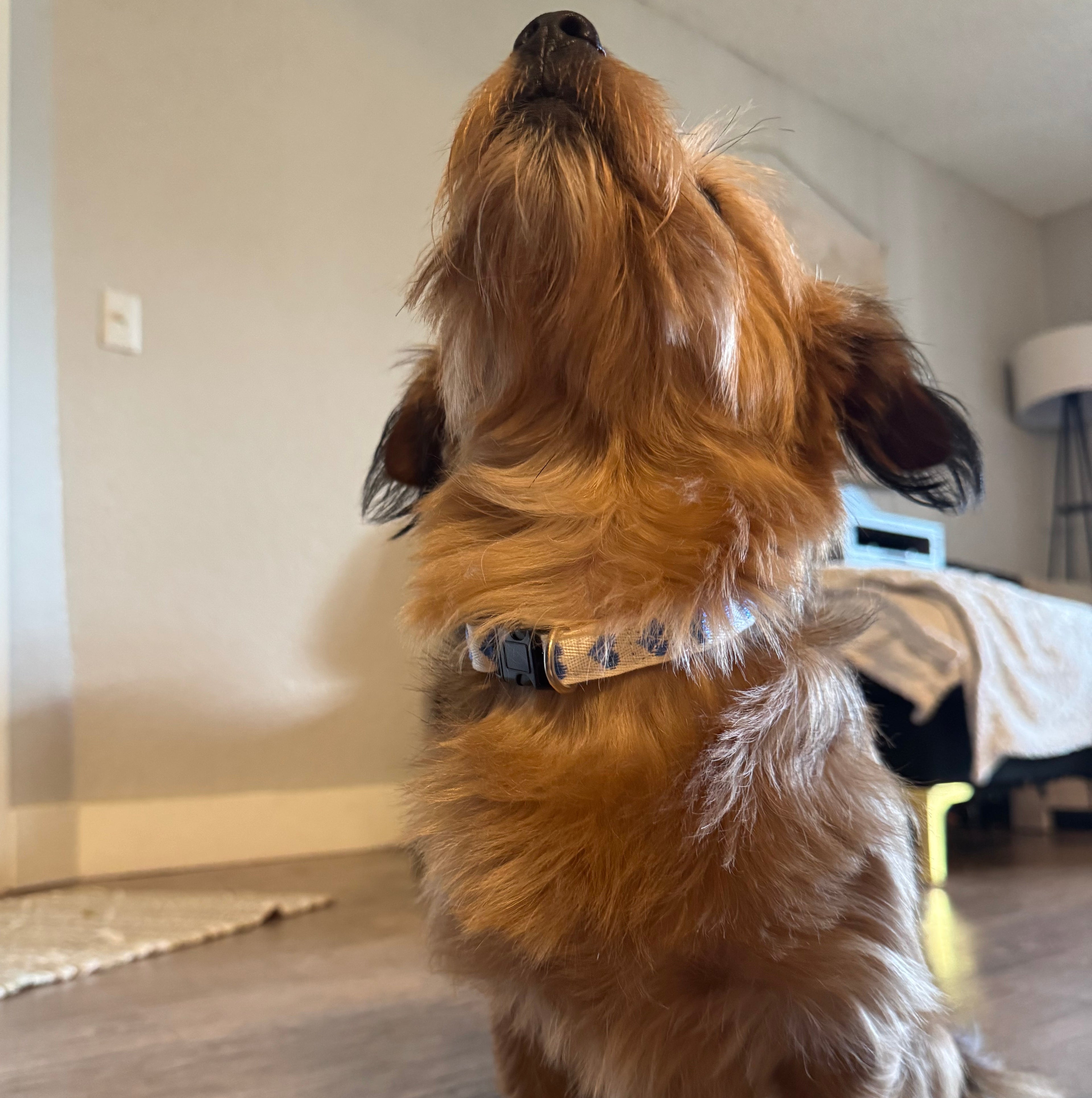Dog Collars